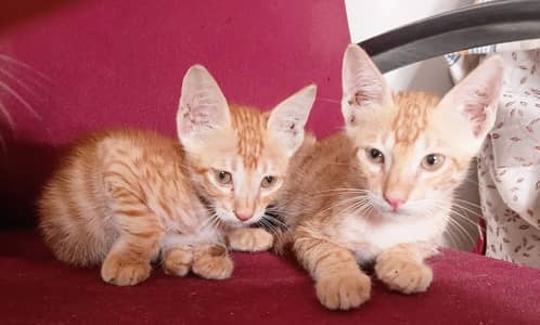 Stray Cats Available for Adoption