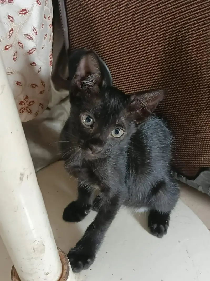 Stray Cats Available for Adoption — photo 2