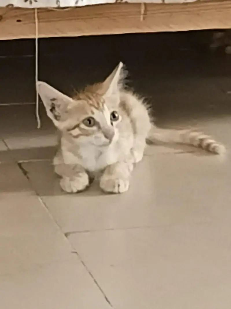 Stray Cats Available for Adoption — photo 3