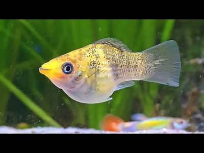 7 pieces mix Molly fish for sale