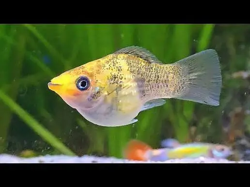 7 pieces mix Molly fish for sale