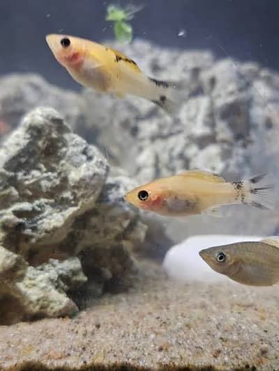 Mix Molly Fish Breeder Pieces  for sale
