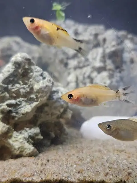 7 pieces mix Molly fish for sale — photo 2
