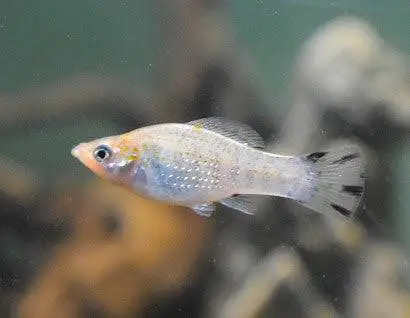 7 pieces mix Molly fish for sale — photo 3
