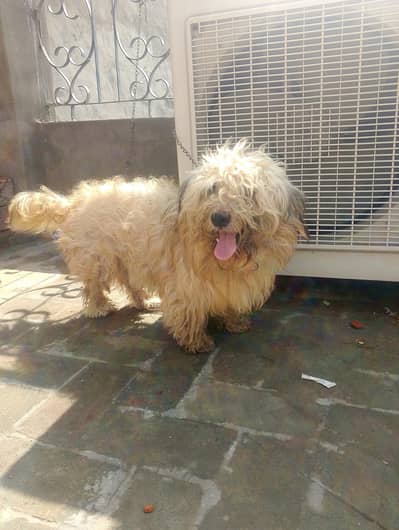 shitzoo dog