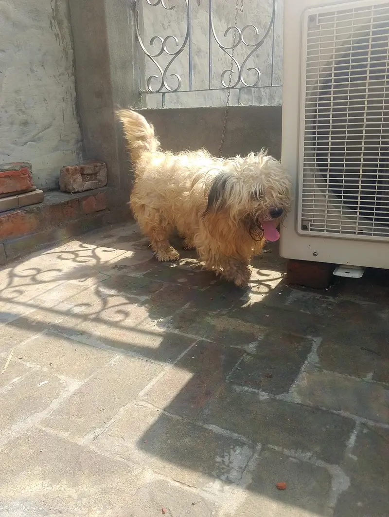shitzoo dog — photo 2