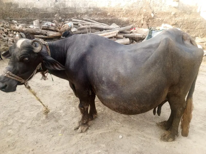 Dera Hokli meha da Ao am waho bndi 5kg paye ke sok alay rabta oke paso