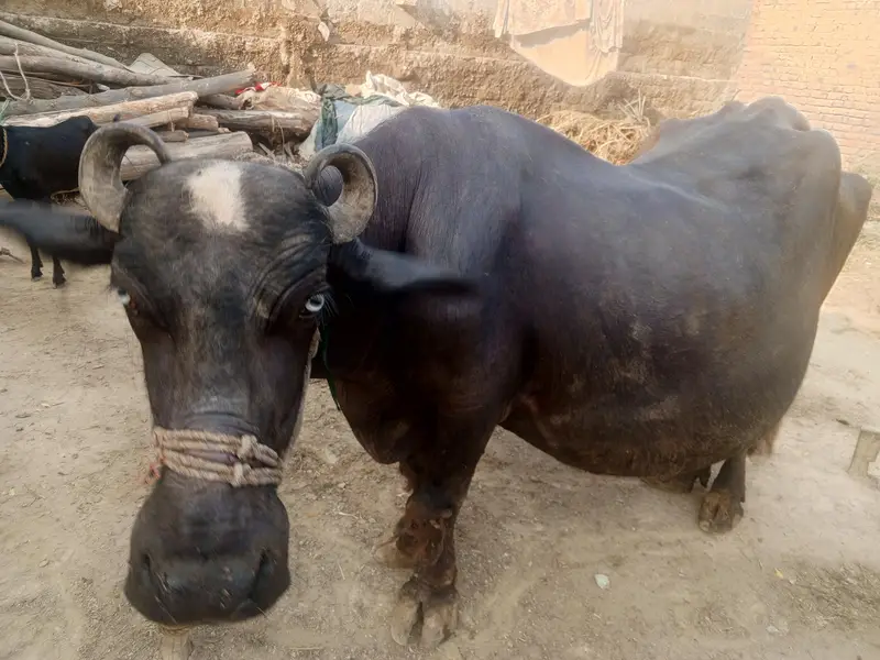 Dera Hokli meha da Ao am waho bndi 5kg paye ke sok alay rabta oke paso — photo 2