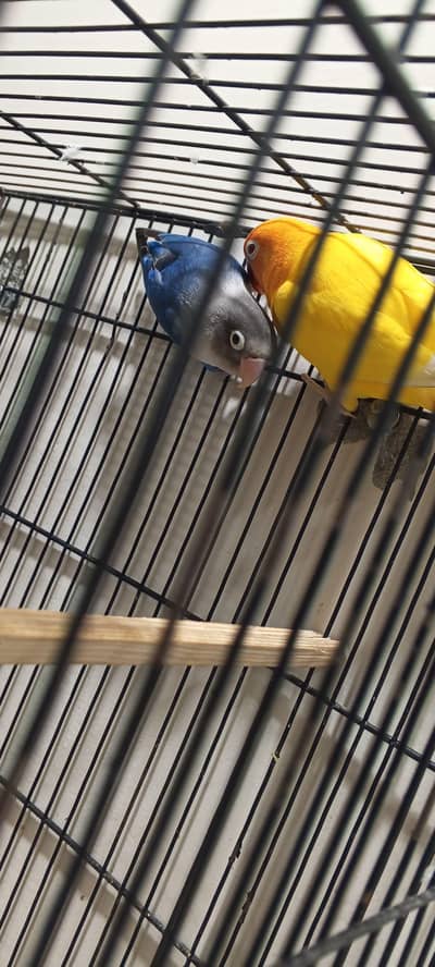 Lovebird breeding pair for sell