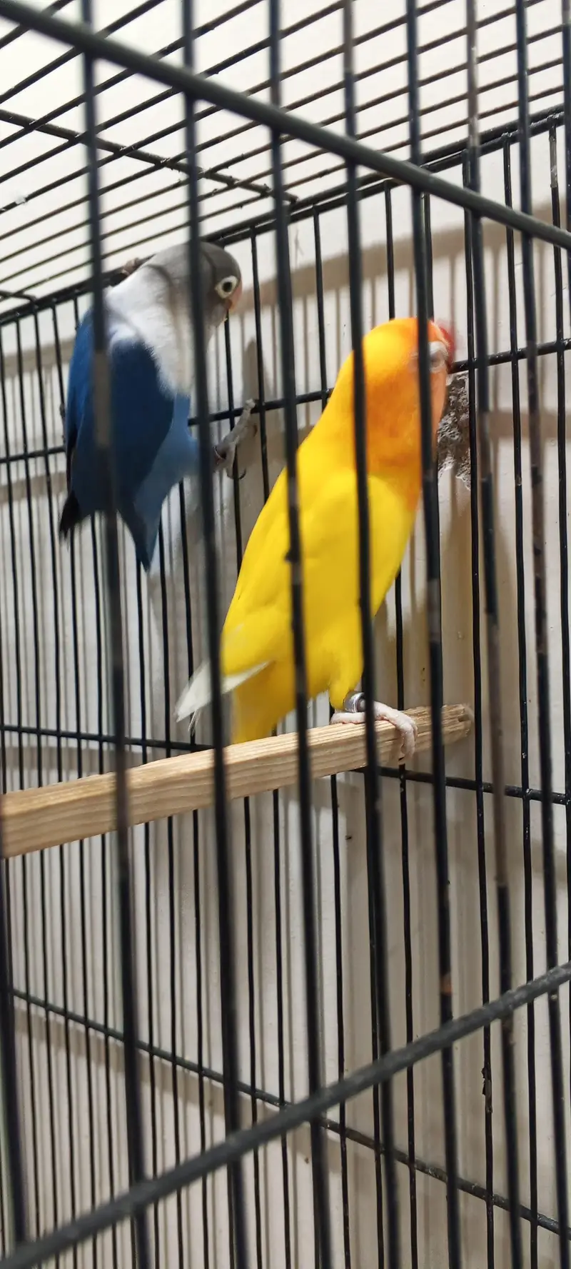 Lovebird breeding pair for sell — photo 2