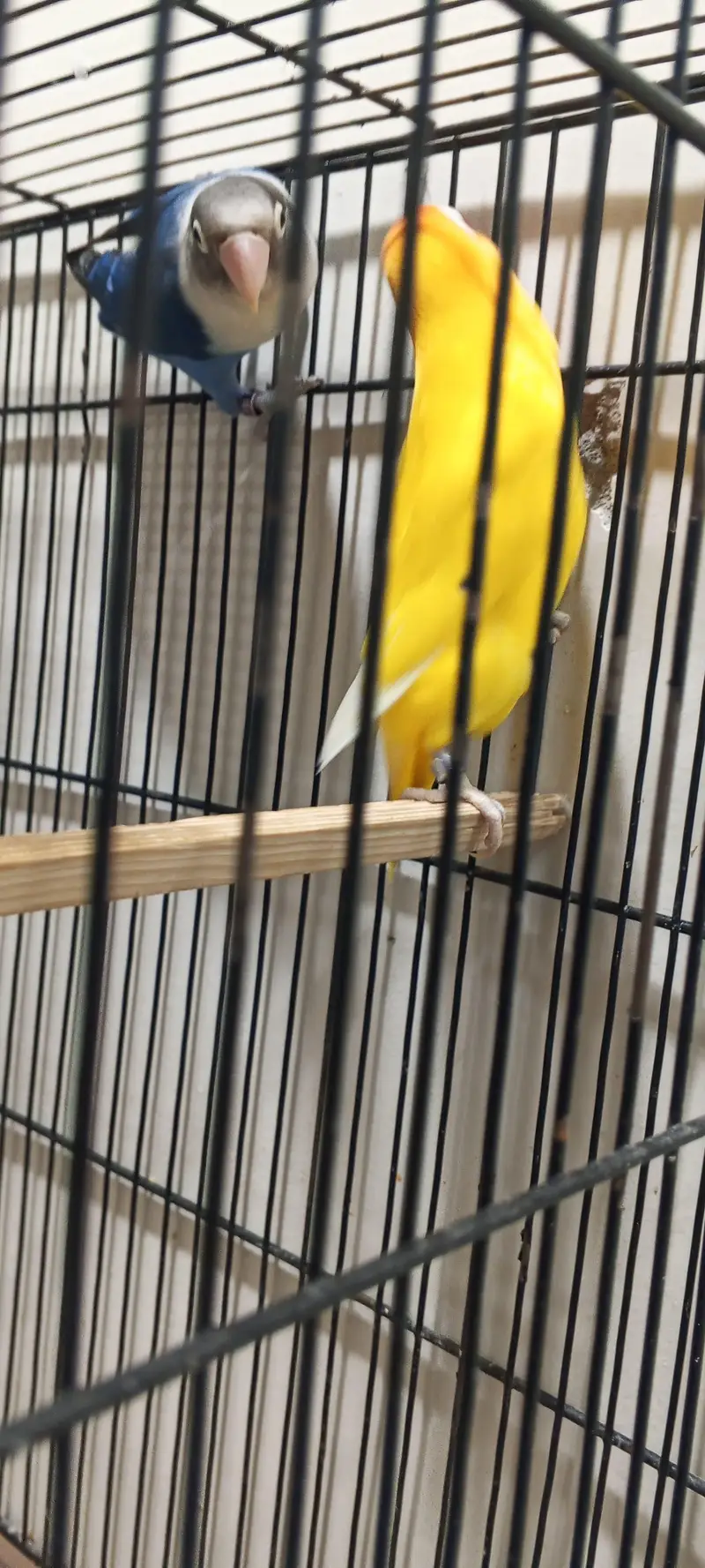 Lovebird breeding pair for sell — photo 3