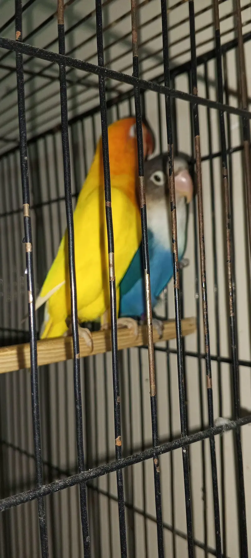 Lovebird breeding pair for sell — photo 4