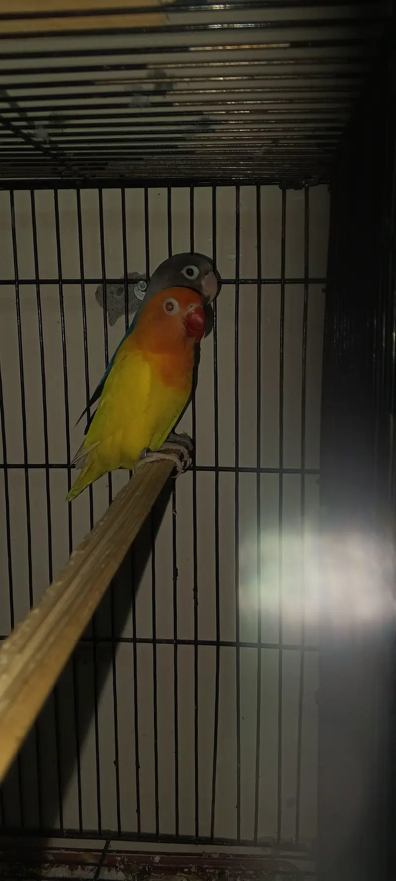 Lovebird breeding pair for sell — photo 5