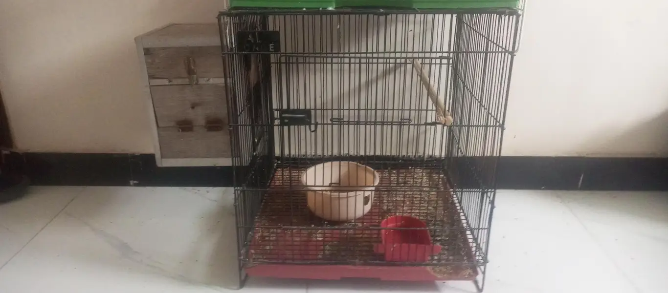 Lovebird breeding pair for sell — photo 6