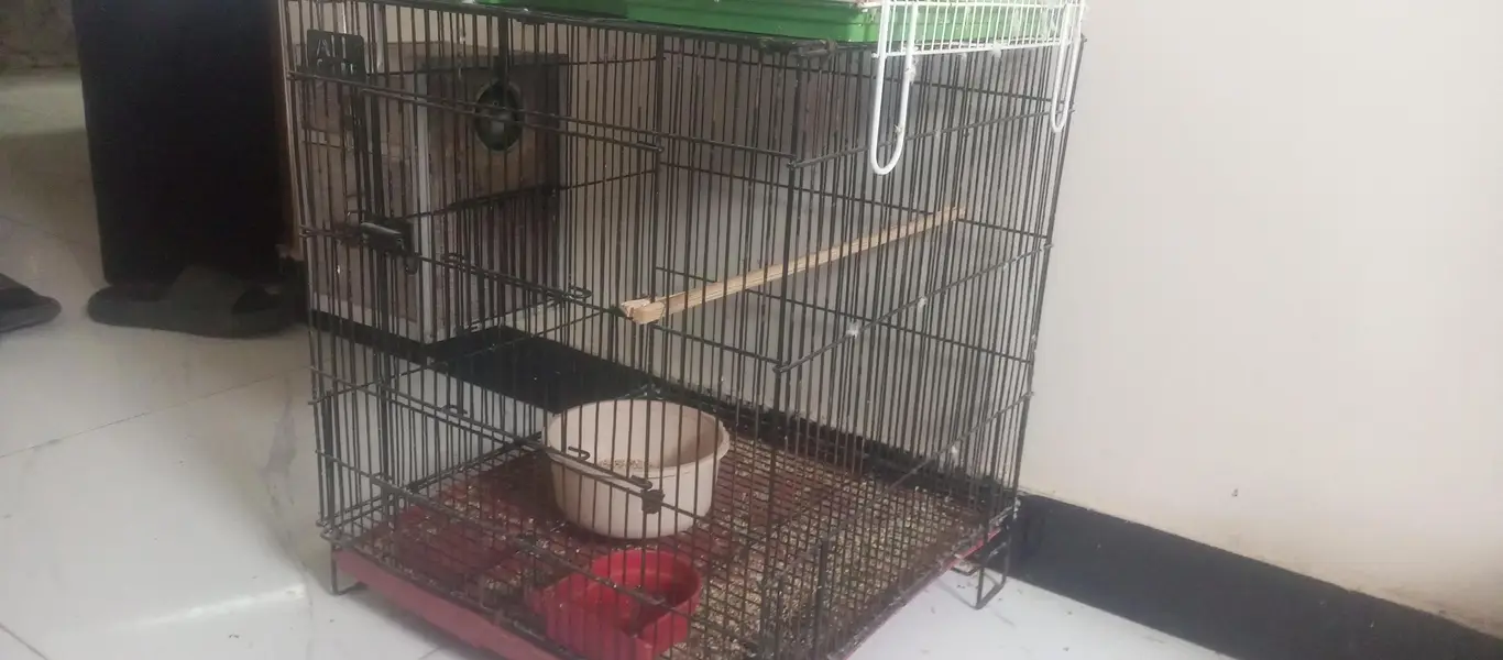 Lovebird breeding pair for sell — photo 7