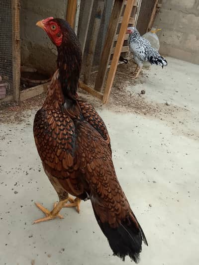Pure aseel hen
