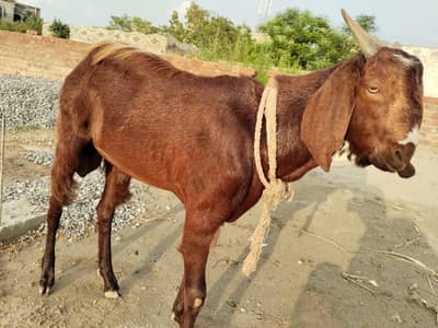 Bakra for Sale, Dumba for sale, Beetal path for sale.