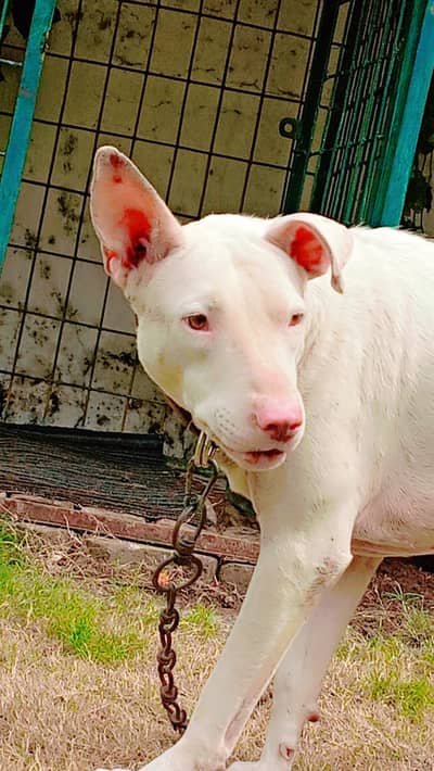 very healthy and active dog young age no any fault bit he Acha or lara