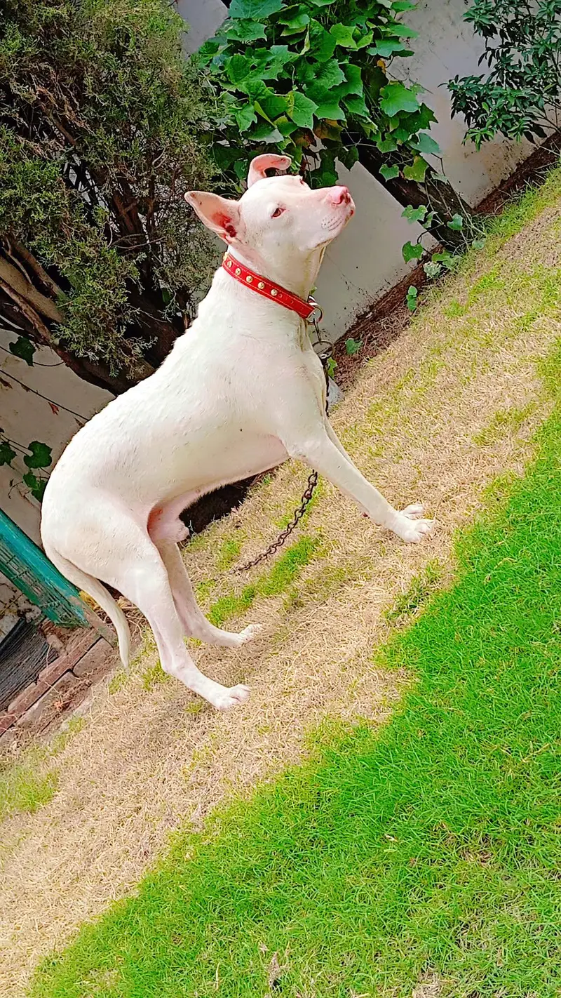 very healthy and active dog young age no any fault bit he Acha or lara — photo 2