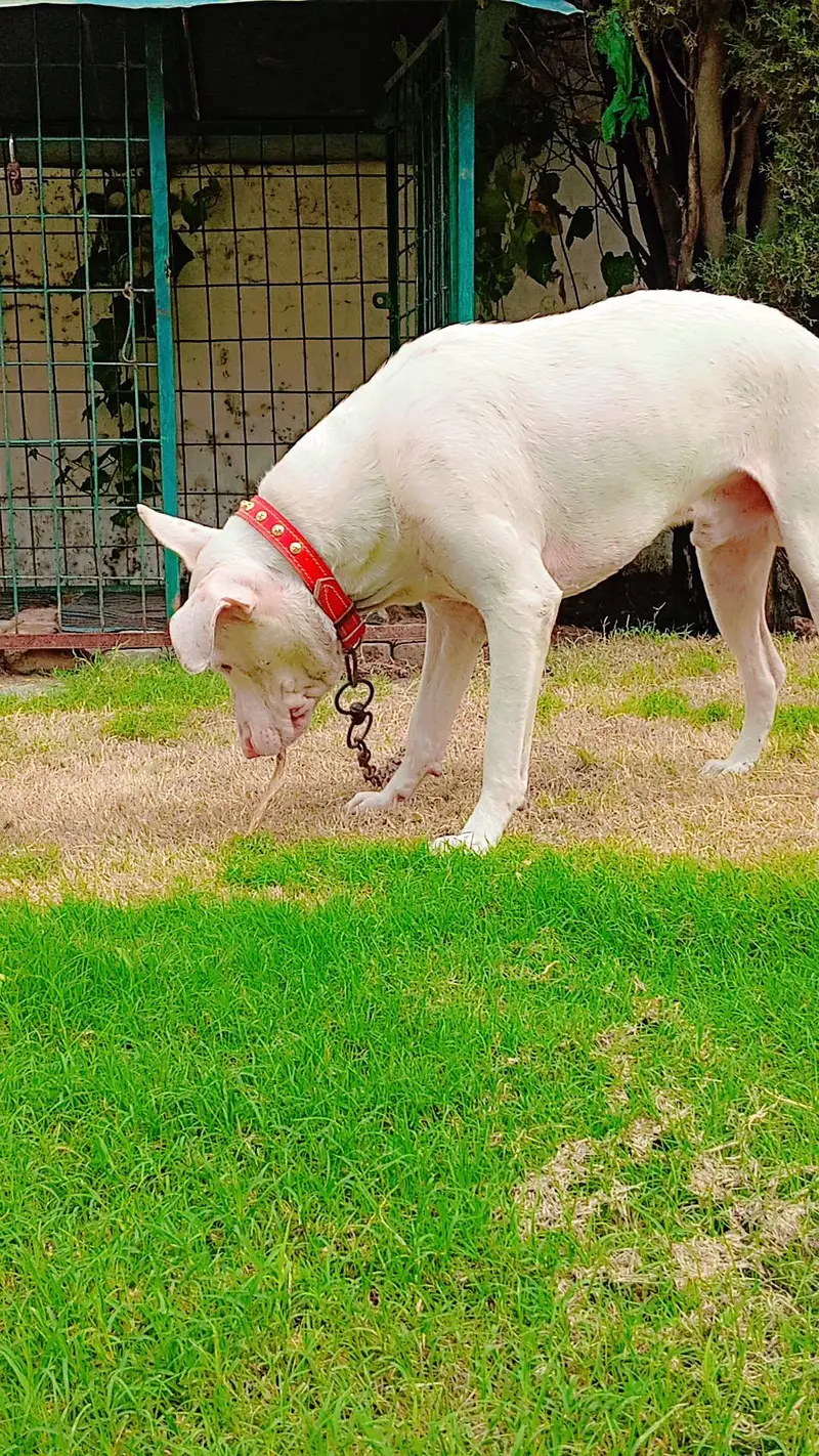 very healthy and active dog young age no any fault bit he Acha or lara — photo 3