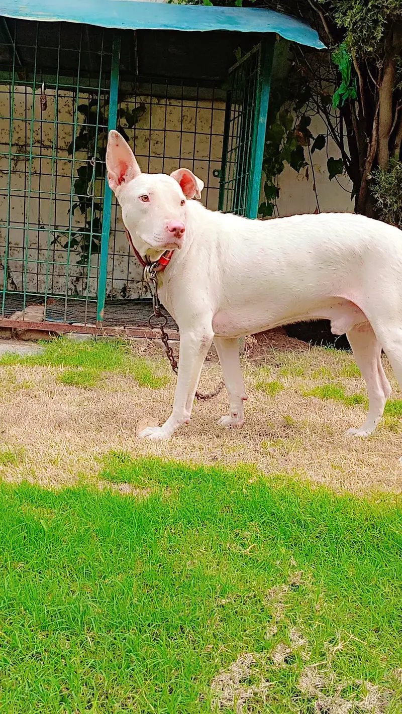 very healthy and active dog young age no any fault bit he Acha or lara — photo 4