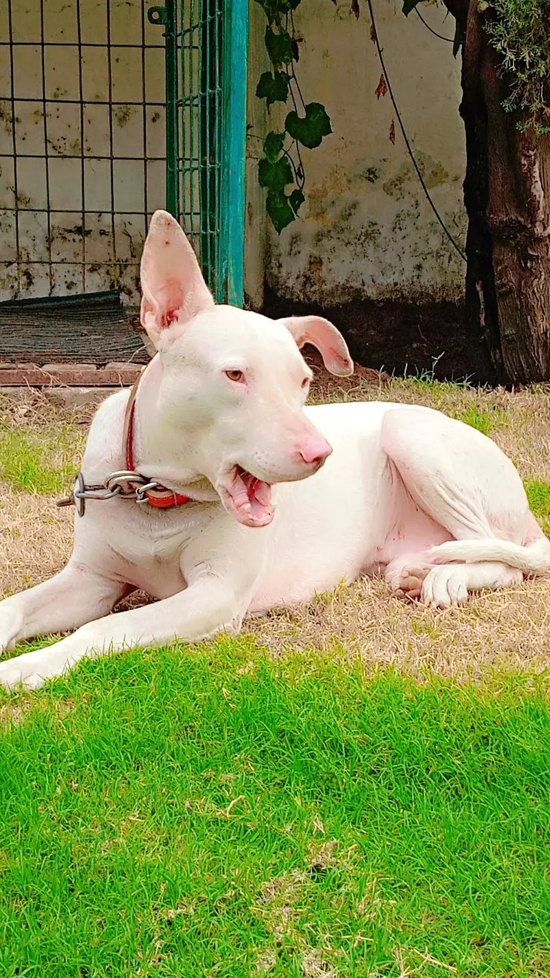 very healthy and active dog young age no any fault bit he Acha or lara — photo 5