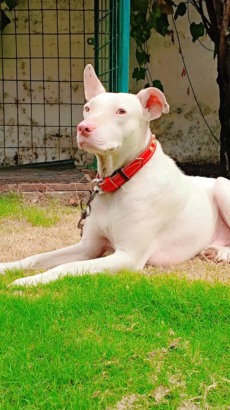 very healthy and active dog young age no any fault bit he Acha or lara — photo 6