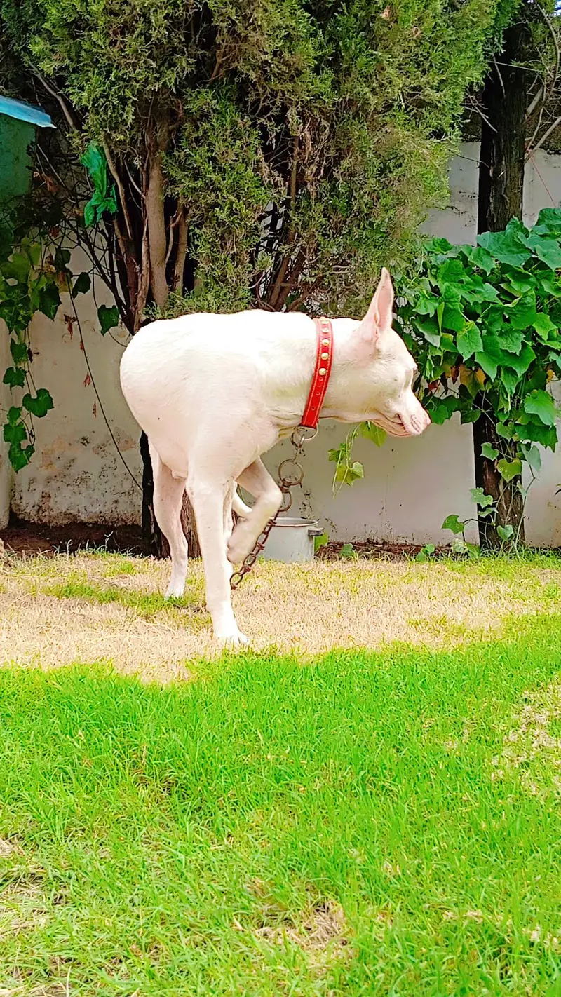 very healthy and active dog young age no any fault bit he Acha or lara — photo 7