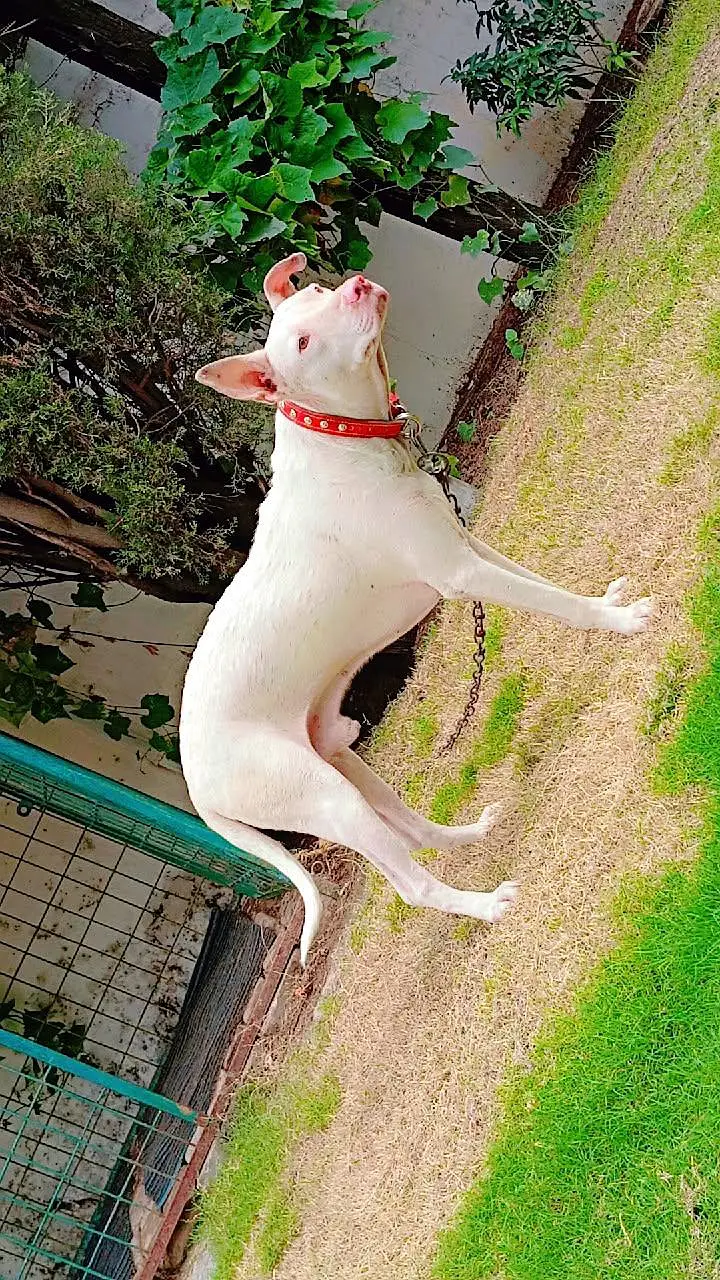 very healthy and active dog young age no any fault bit he Acha or lara — photo 8