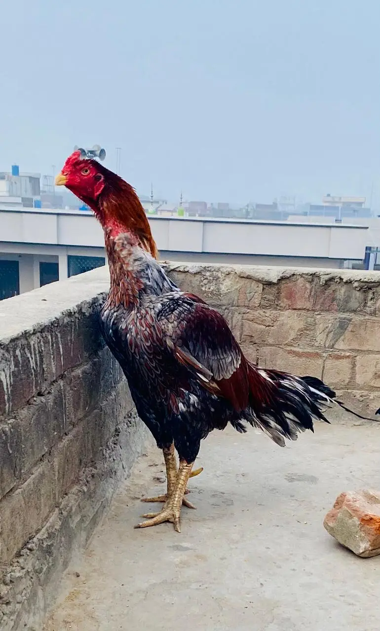 Aseel lasani x amroha — photo 2