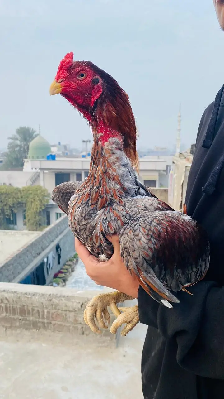 Aseel lasani x amroha — photo 3