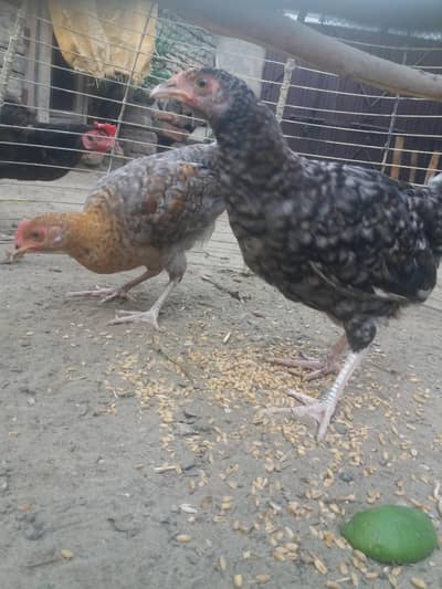 Kanhuh for sale