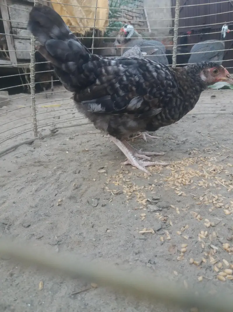 Kanhuh for sale — photo 2