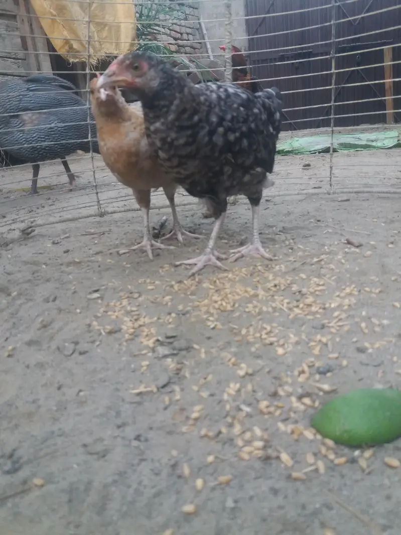 Kanhuh for sale — photo 3