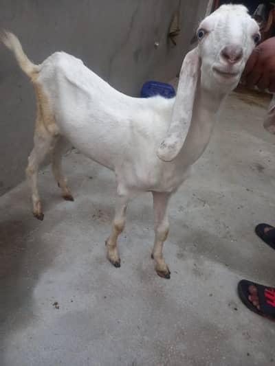 bakra for sale  donda hai