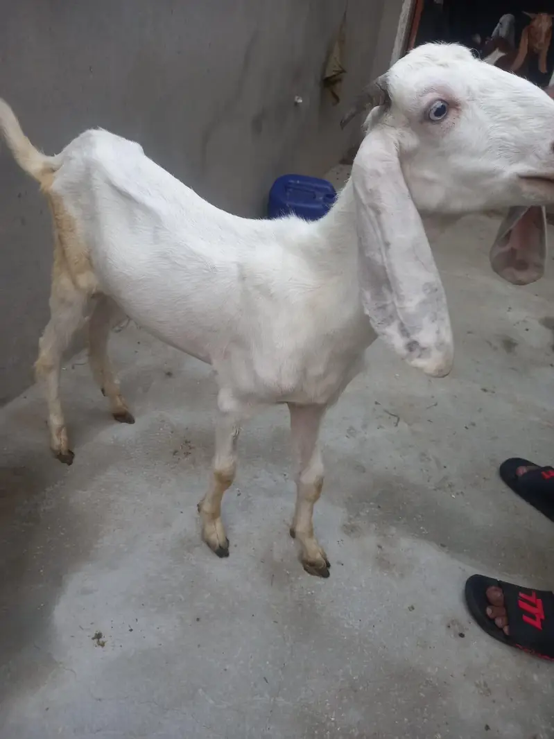 bakra for sale  donda hai — photo 2