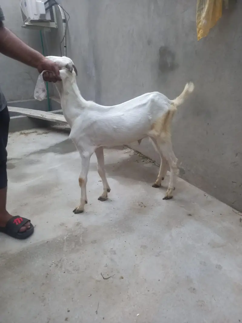 bakra for sale  donda hai — photo 3