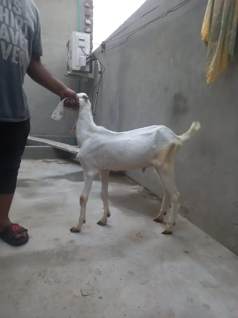 bakra for sale  donda hai — photo 4