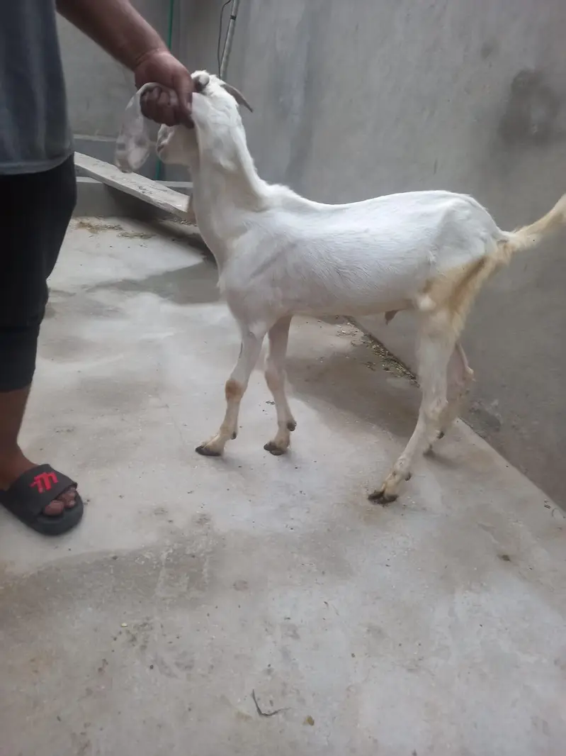 bakra for sale  donda hai — photo 5