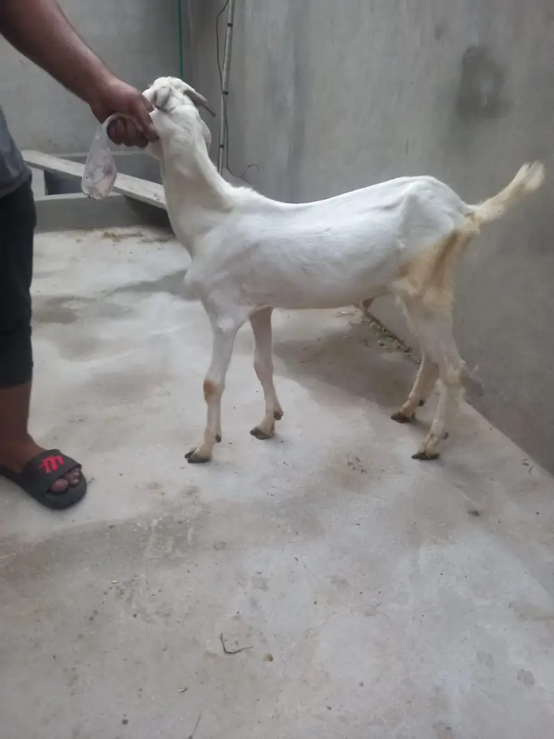 bakra for sale  donda hai — photo 6