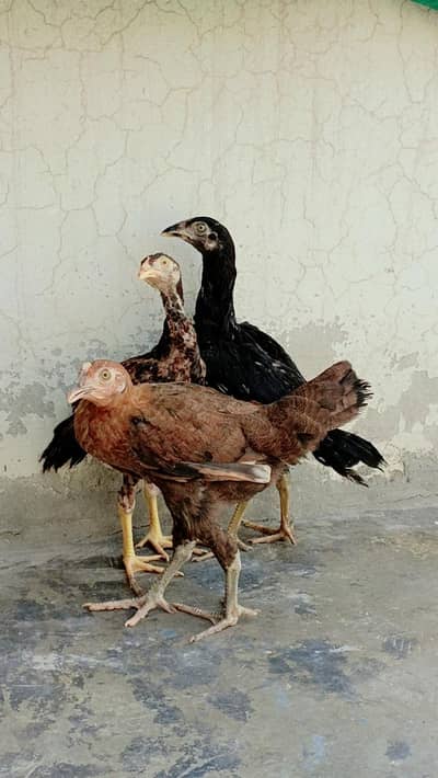Aseel Chicks for sale