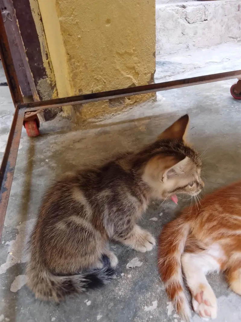 3 baby for sal — photo 2