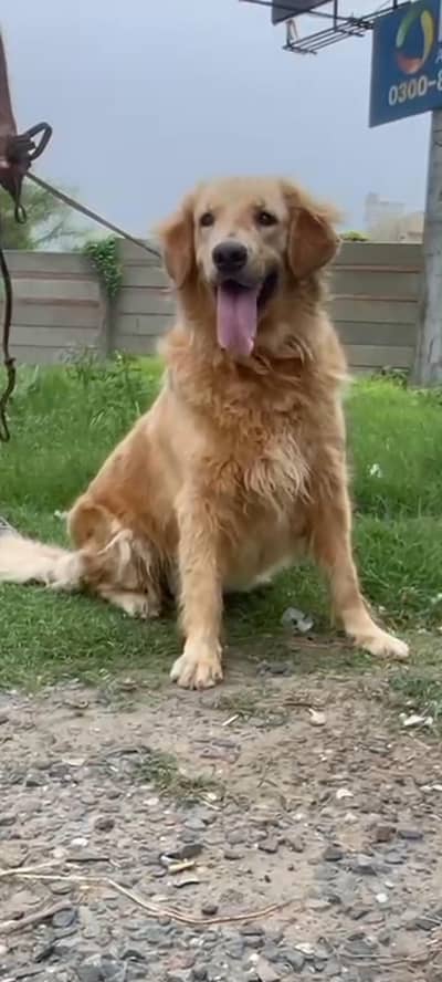 Golden Retiever Female available