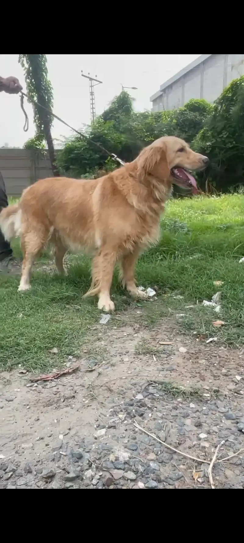 Golden Retiever Female available — photo 2