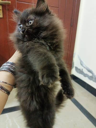 Persian triple coated kitten for sale