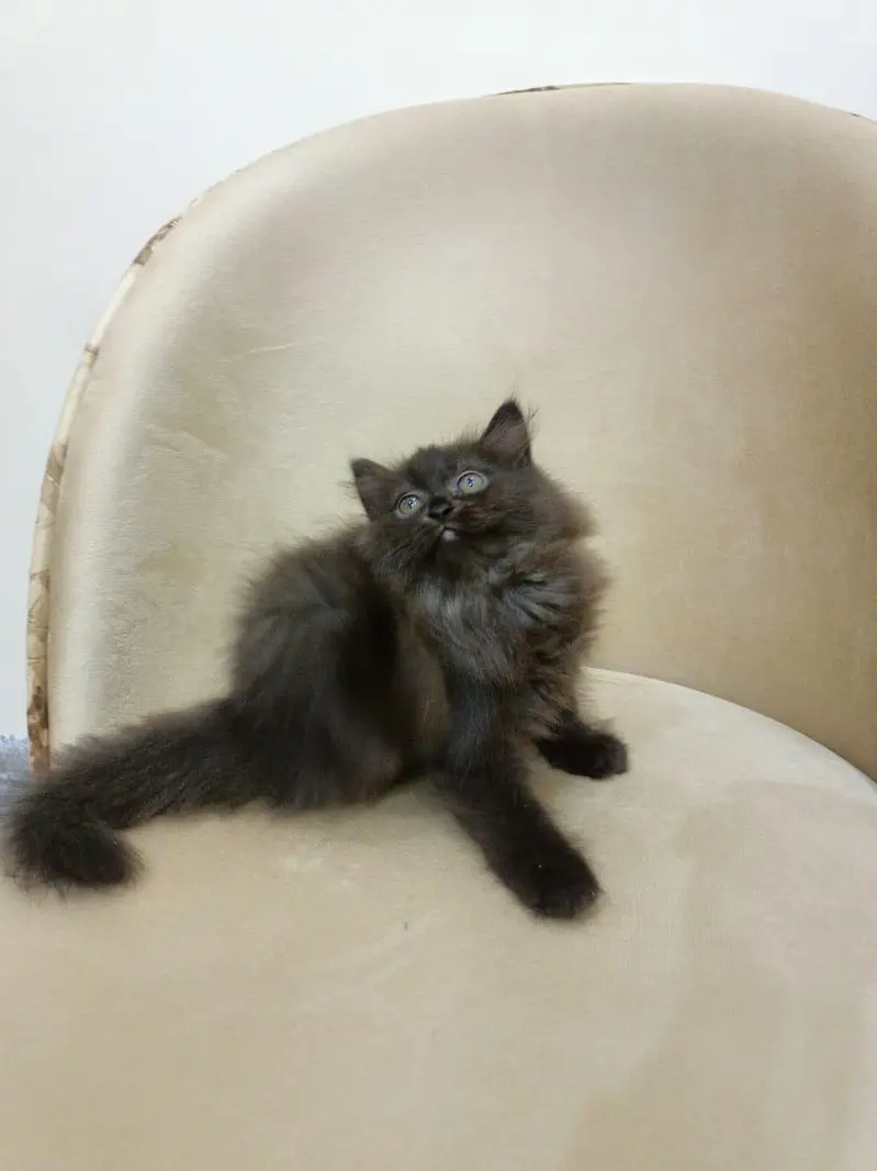 Persian triple coated kitten for sale — photo 2