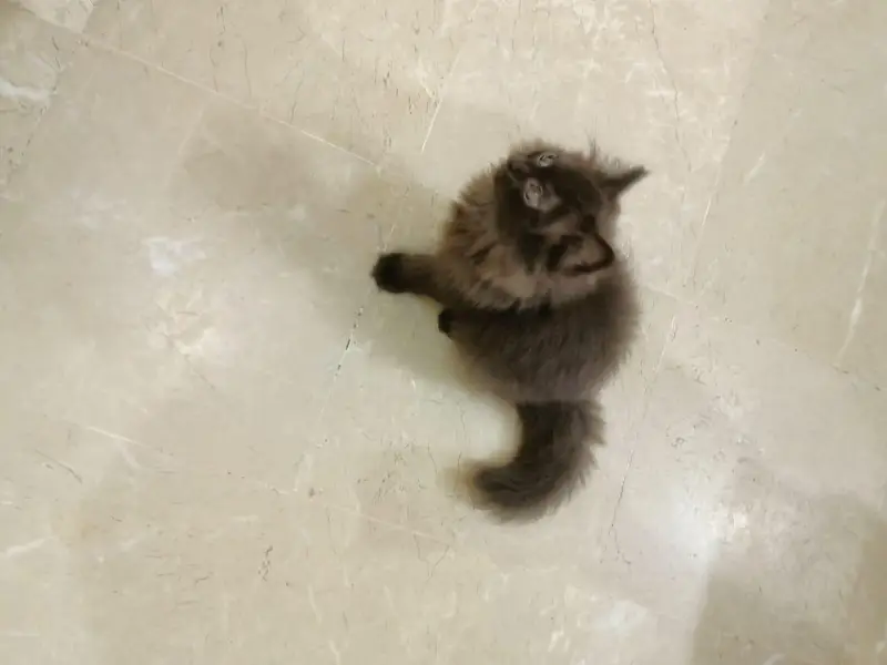 Persian triple coated kitten for sale — photo 3