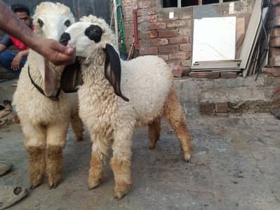 Desi pair