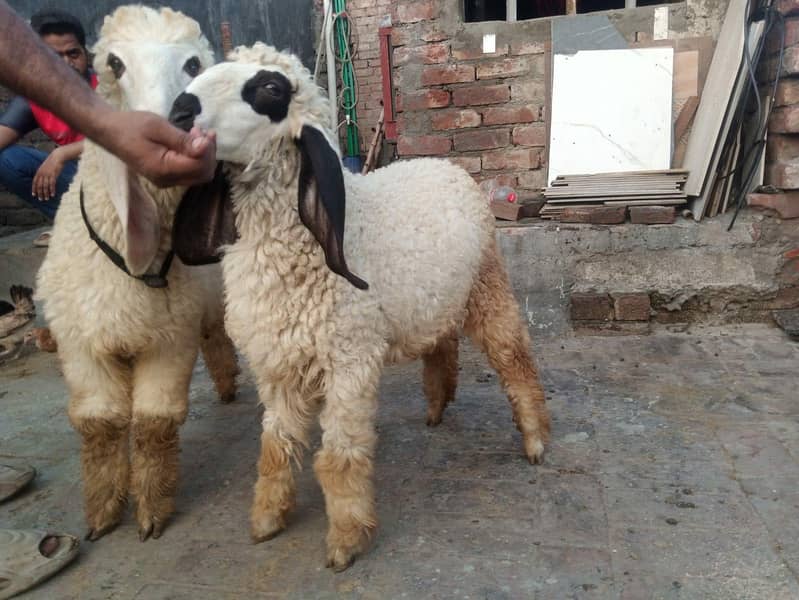 Desi pair 0