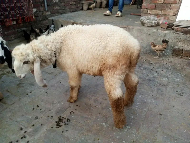 Desi pair — photo 3